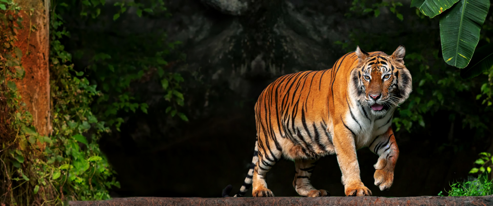 Kanha Tiger